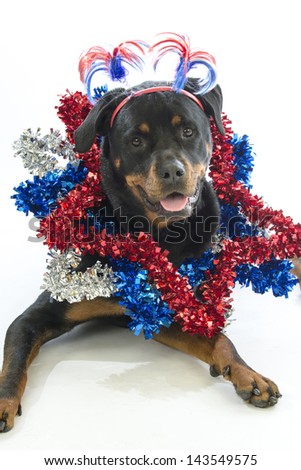A rottweiler dog wears red, white, and blue stars around neck and a patriotic head-topper; patriotic scene