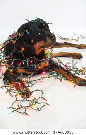 Rottweiler dog wrapped in a string of colorful Christmas lights