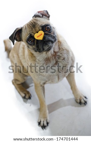 Valentine\'s Day pug dog has an orange conversation heart on nose that reads \