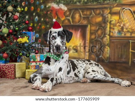 A black and white Great Dane dog wearing a Santa hat lies in front of a Christmas tree and fireplace