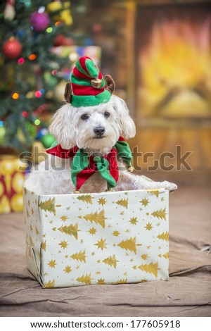 A white dog wearing an elf hat and collar emerges from a Christmas present in front of a Christmas tree and fireplace