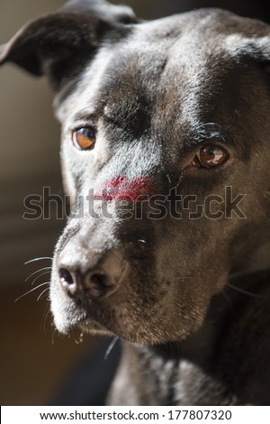 A black Labrador and pit bull mix mutt dog wears a red-lip 