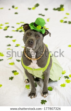 A St. Patrick\'s Day dog