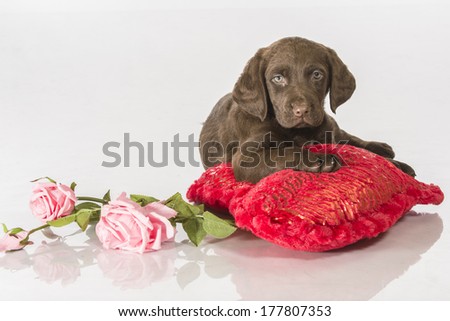 A chocolate Labrador puppy dog lies on a heart-shaped pillow next to three pink roses (Valentine\'s Day)