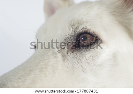 Close-up photo of dog\'s eye showing details in eye, color of the iris, and fur follicles around the eyes
