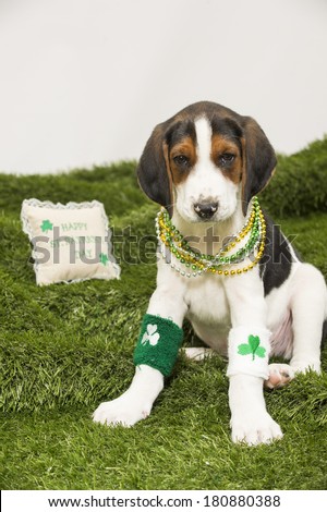 A hound-mix puppy gets ready to celebrate St. Patrick\'s Day, wearing clover leg bands and beads; pillow in background reads \