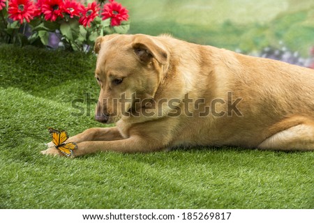 A golden tan color dog watches a butterfly that\'s landed on his paw in a springtime garden.