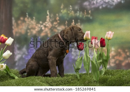 A Chesapeake Bay Retriever puppy sniffs a pink tulip in a spring garden scene