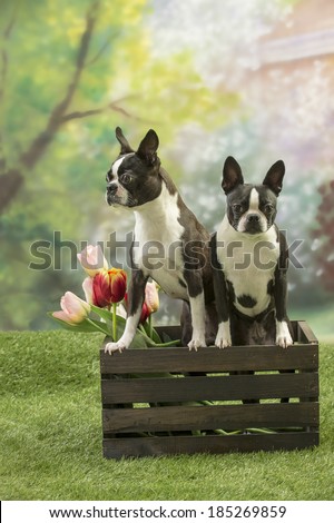 Boston terrier dogs in a wooden flower crate filled with colorful tulips