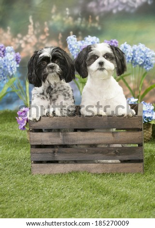 Two shih tzu dogs in a wooden flower crate in a spring garden scene
