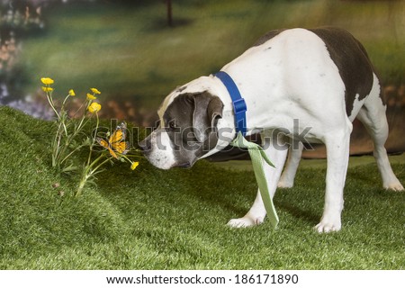 A pit bull dog wearing a green neck tie leans in to sniff a butterfly