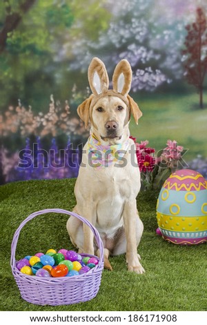 A yellow labrador dog wears bunny ears and sits with an Easter basket filled with eggs in an Easter scene