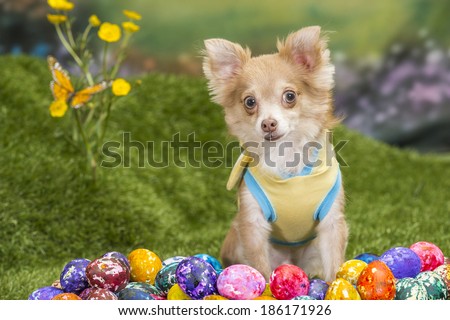 A long-haired chihuahua dog sits among a cluster of brightly colored Easter eggs