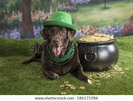 A chocolate labrador dog wears a green shamrock hat near a pot of gold; St. Patrick\'s