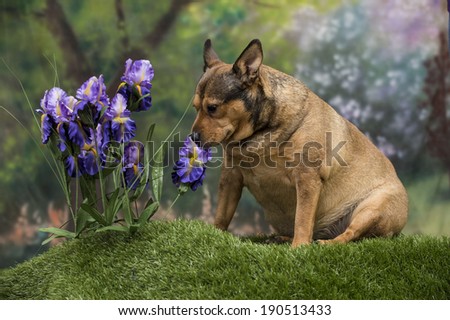 A mutt dog sniffs a purple iris flower in a spring garden scene