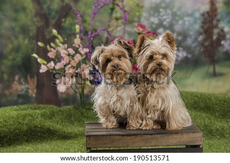 Two Yorkshire Terrier dogs (Yorkies) sit on top of a wooden box in a springtime garden scene