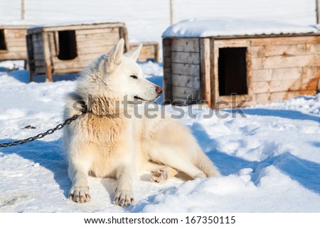 Arctic sled dogs, North pole, Svalbard