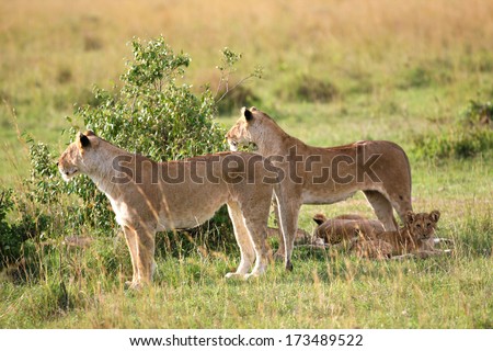 Two African Lioness with two baby lion on the grass area, shallow doff, sunset light