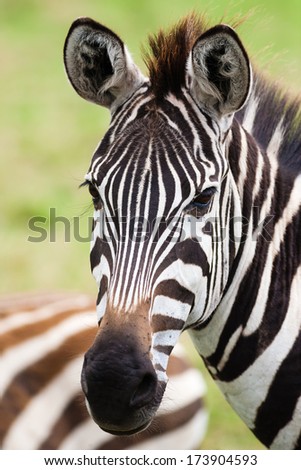 African Zebra on the grass area, cloudy day.Shallow doff