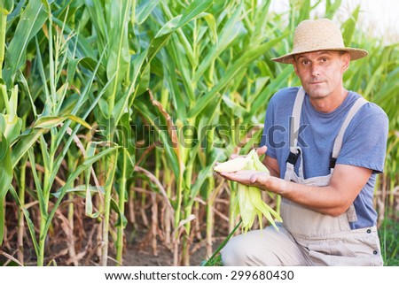 Young farmer holding an ear of corn and looking at camera in the corn ...