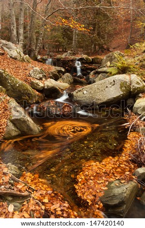 Mountain stream with swirl of leaves