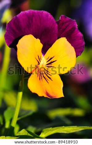 Beautiful tiny tricolored violas ( Heartsease or Johnny Jump Ups)