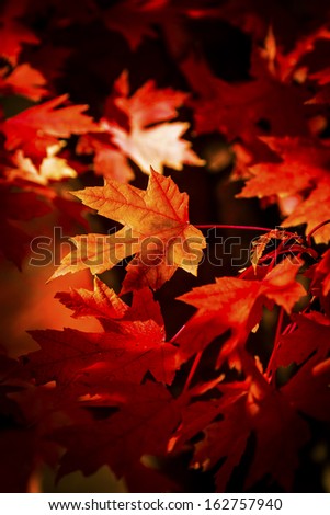 Sunlight shining on Red Maple leaves that have turned for Fall.