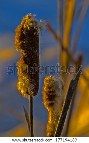 Cattails in a drainage ditch along a county road in Missouri.