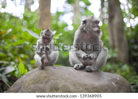 Varience, Mother monkey and her monkey-cub in the sacred forest, Ubud, Bali, Indonesia