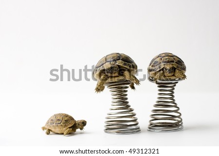 Three turtle in the springs support
