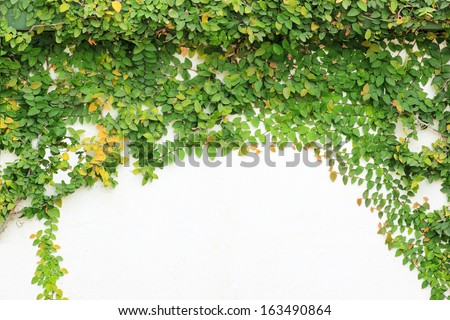 The Green Creeper Plant on a White Wall Creates a Beautiful Background