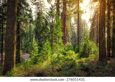 Twilight on the Forest, Sequoia National Park, California