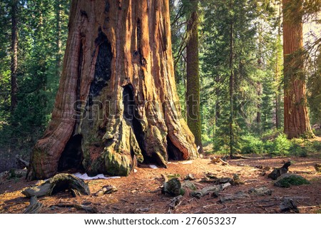 Ancient Sequoia Forest, Sequoia National Park, California