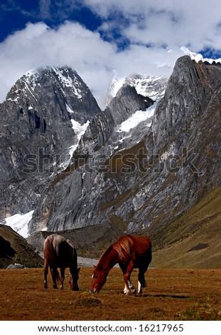 2 horses feeding with mountain in the background