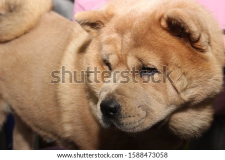 Shutterstock Puzzlepix