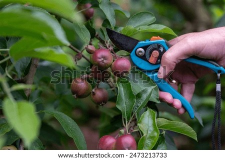 Similar – Image, Stock Photo Apple tree with many ripe red juicy apples in orchard. Harvest time in countryside. Apple fresh healthy fruits ready to pick on fall season