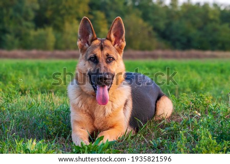 Beautiful german shepherd dog, smart and easy to train on the edge of the forest in Hungary 商業照片 © 