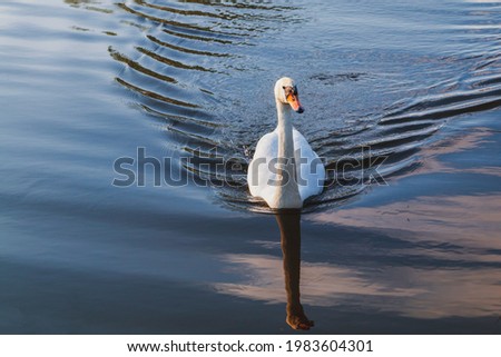 Similar – Foto Bild Schwanensee Ausflug