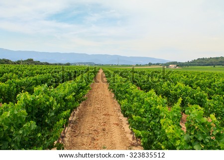 Vineyard in the wine region in Provence,France