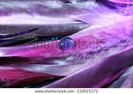 Vibrant purple feathers with a water drop