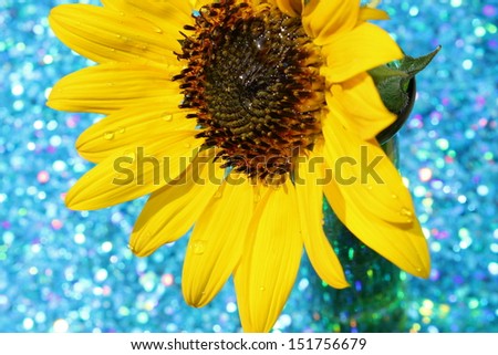 A cute fresh picked daisy with a sparkling blue bokeh background