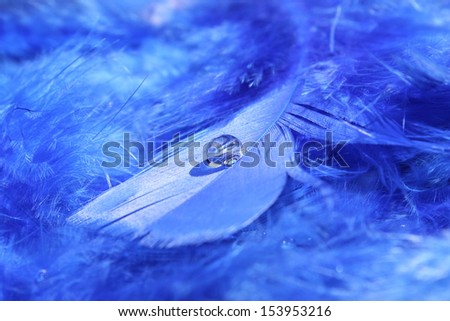 Bright blue feather with a clear water droplet