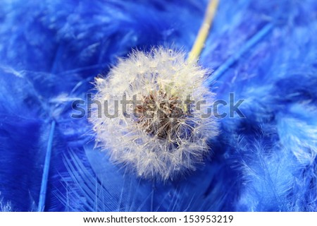A dandelion with water droplets on top of vibrant blue feathers