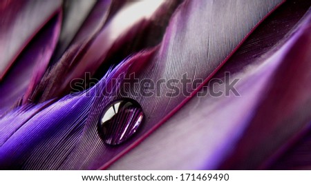 Vibrant purple feathers with a single water drop
