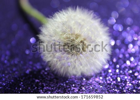 A fluffy white dandelion on purple glitter