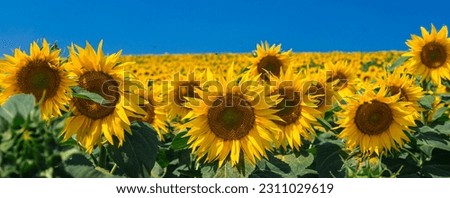 Image, Stock Photo Bright yellow sunflower field in sunlight. Location place of Ukraine, Europe. Photo of ecology concept. Perfect natural wallpaper. Textural image of drone photography. Discover the beauty of earth