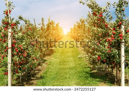 Similar – Image, Stock Photo apple orchard Plant Summer