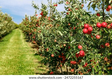 Similar – Image, Stock Photo apple orchard Plant Summer