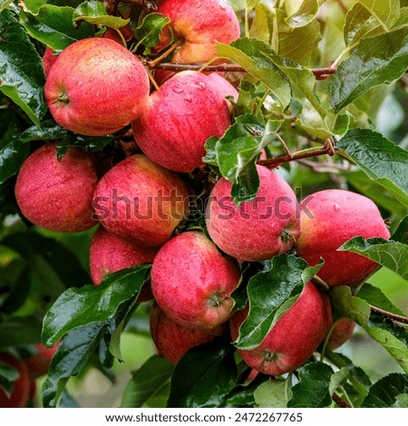 Image, Stock Photo apple harvest Apple tree