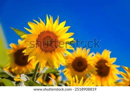 Similar – Image, Stock Photo Sunflower Field